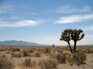 Yucca brevifolia in the Mojave Desert — southwestern Nevada (by Amateria1121, Wikimedia Commons, (CC BY-SA 3.0)